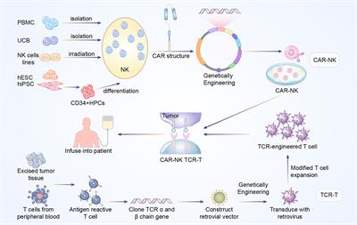 Genetically Modified T Cells for Esophageal Cancer Therapy: A Promising Clinical Application